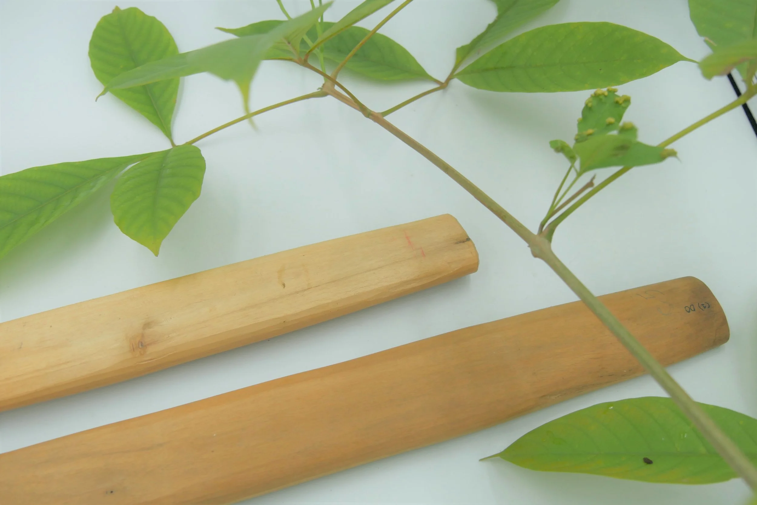 2_012_KayuPapaa_ (9).JPG