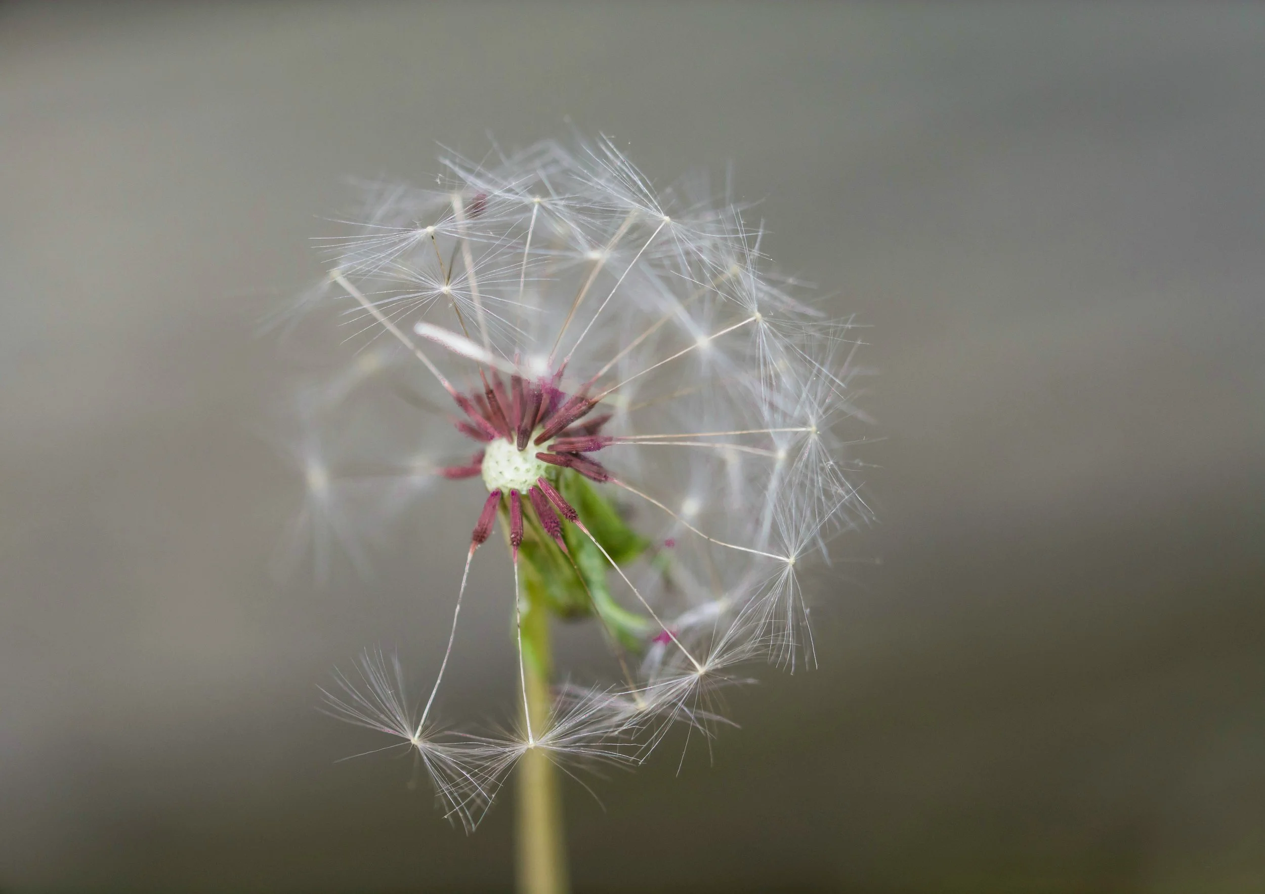 Flower.jpg