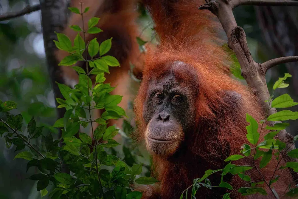 Bukit Lawang · North Sumatra
