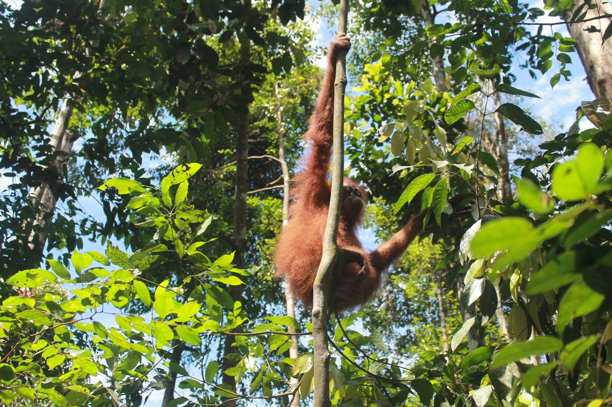1-Day Eco Jungle Trek