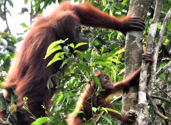 Lovely orangutan bukit lawang.jpg