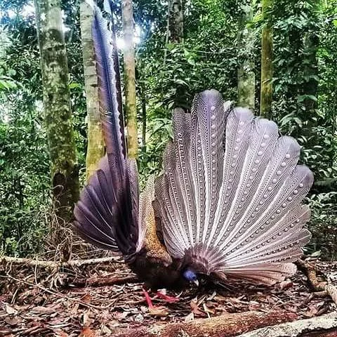 bird.jpg