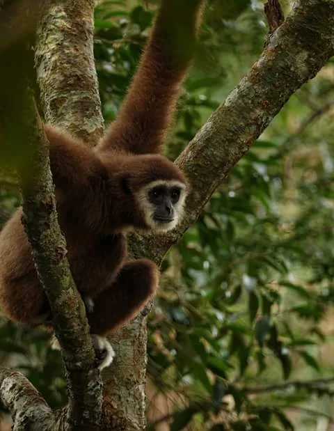 gibbons.jpg