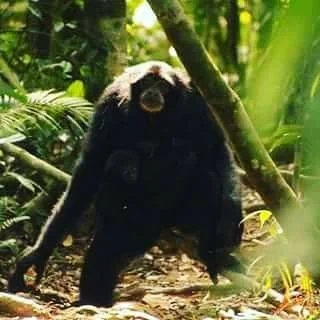 hitam.jpg