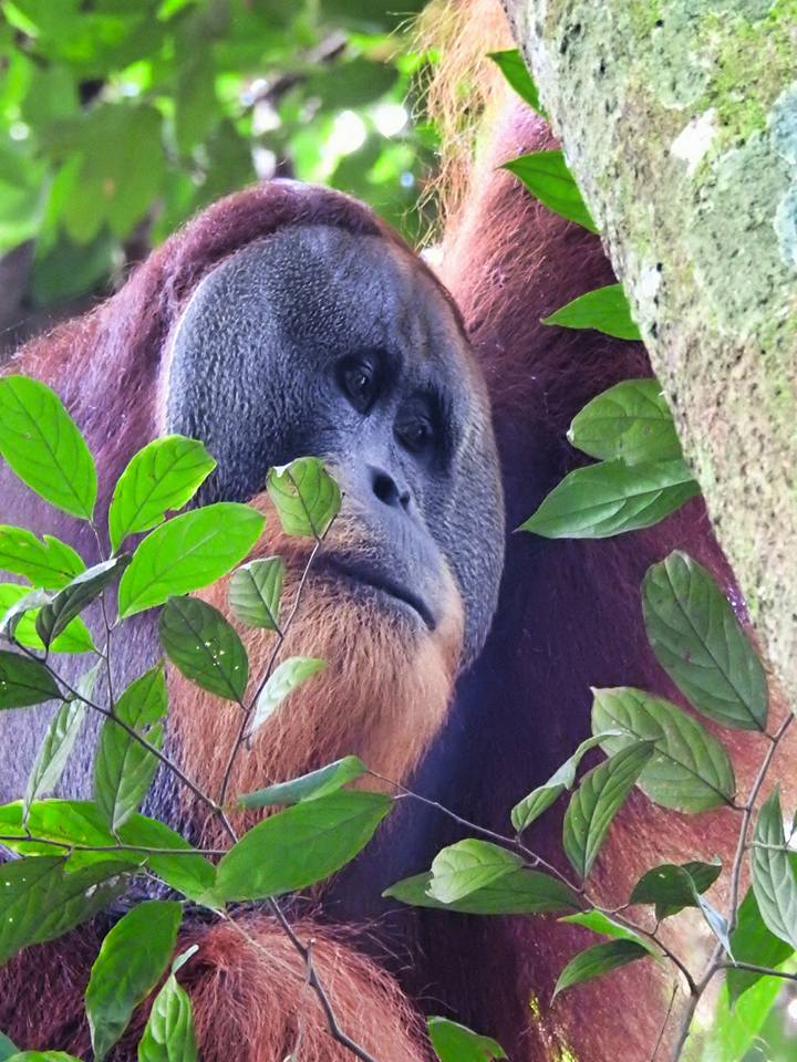 Jacky the mother and baby orangutan
