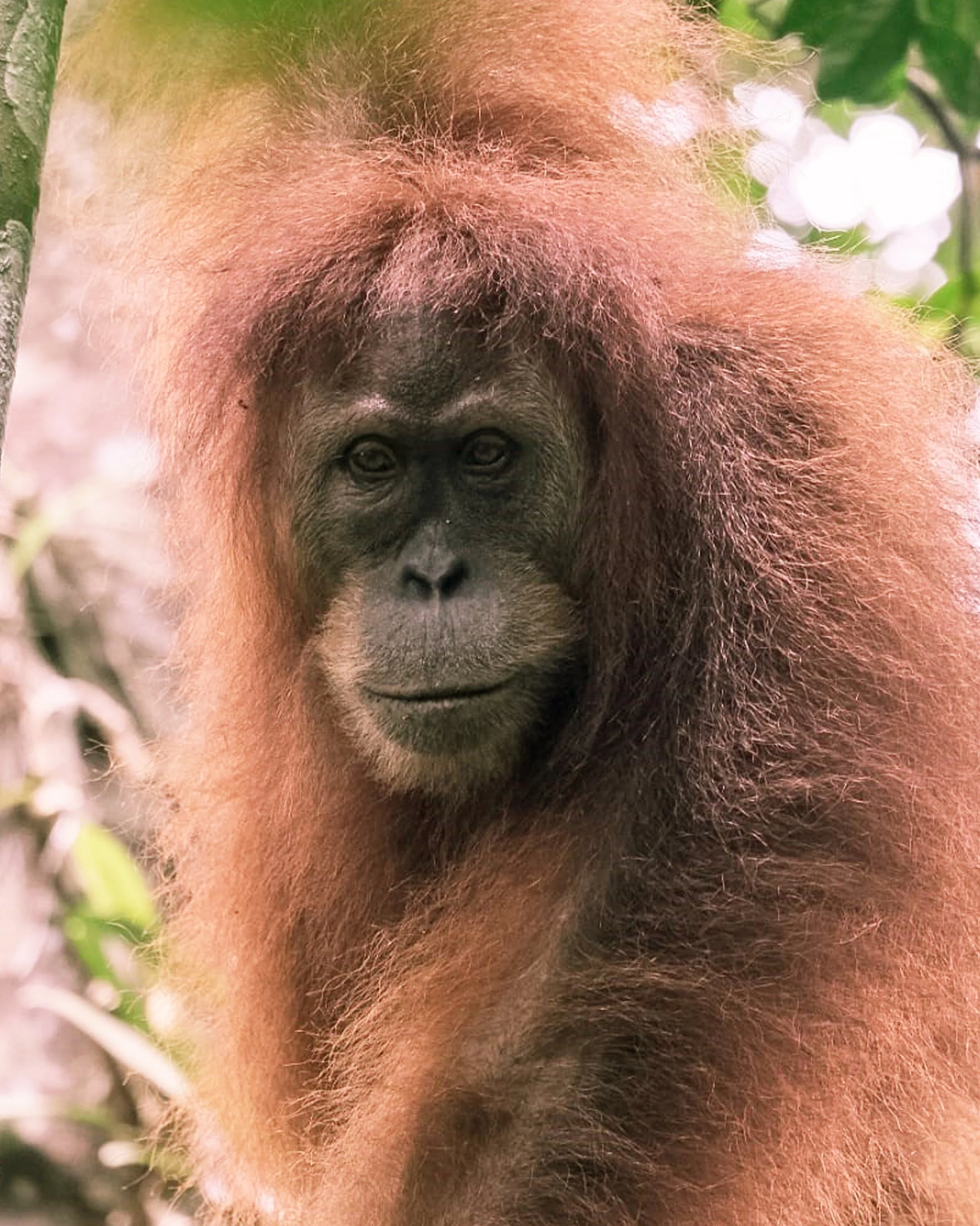 Why Bukit Lawang Is the Best Place to See Wild Orangutans