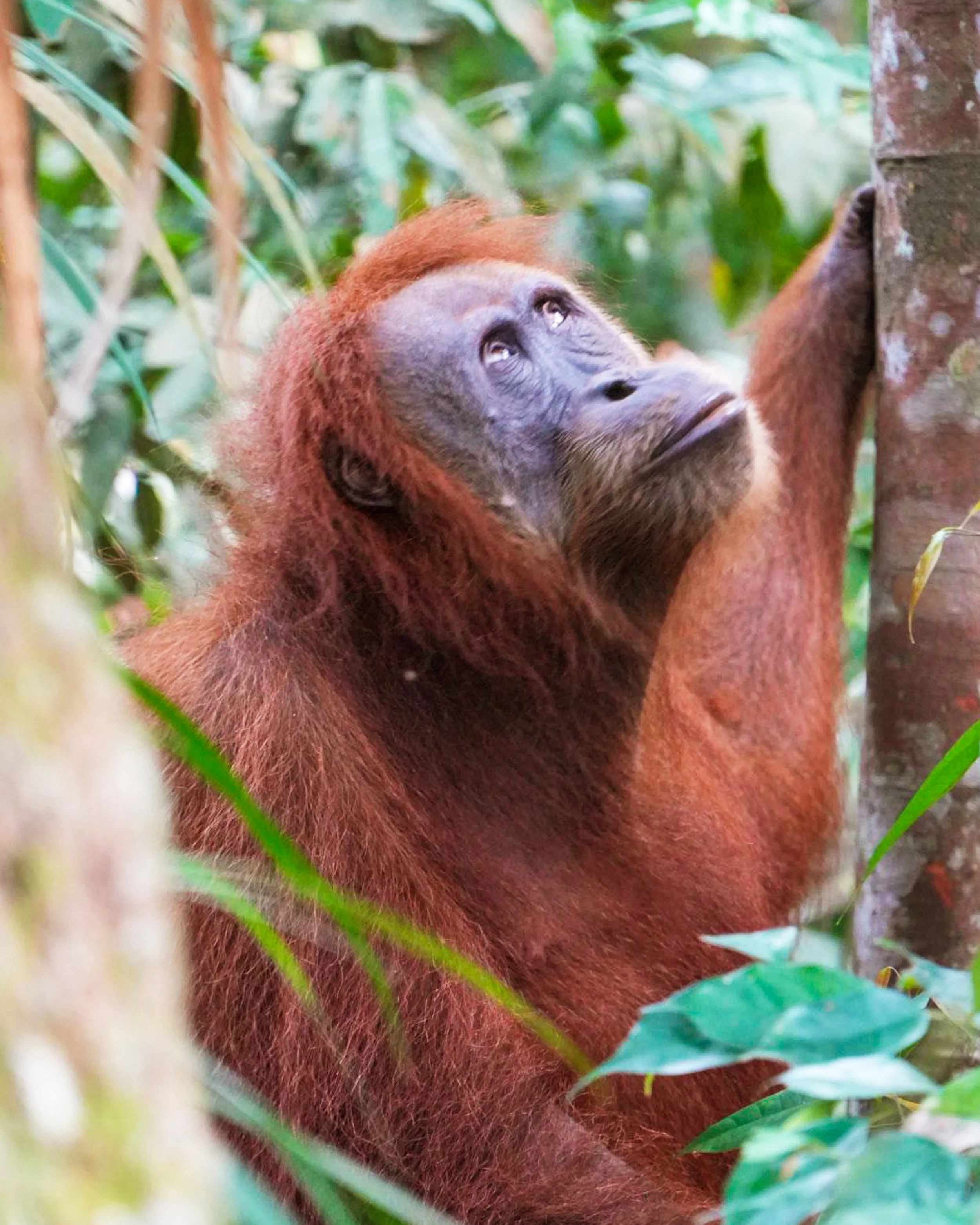 Sumatran Orangutan Conservation: How Your Visit Helps Protect Them