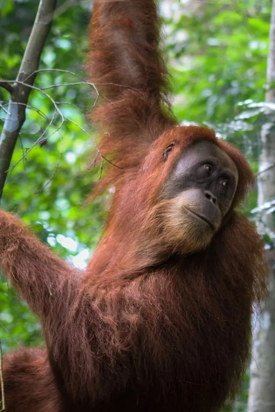 Bukit Lawang Trekking Package Prices 2026: Day Trek, 2D1N, and Private Trek