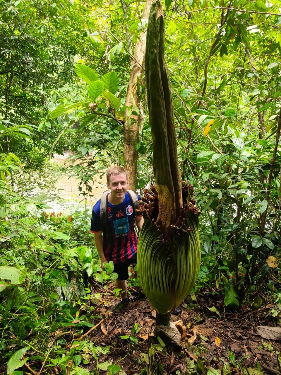Amorphophallus Titanum Flower Tour – “The Giant of the Jungle”