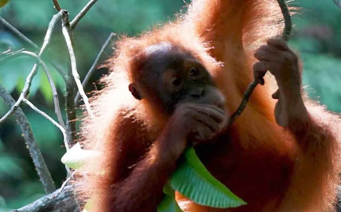 Bukit Lawang : Half Day - Ethical And Eco Friendly Jungle Trekking , Orangutan Sumatra