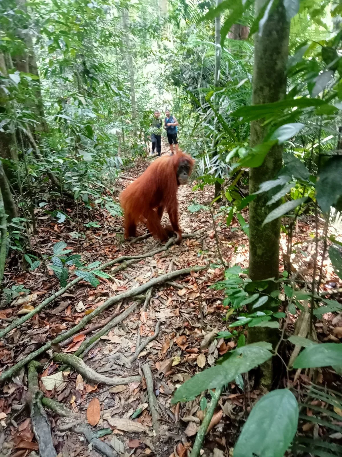 Bukit Lawang : 3 Days Ethical And Eco-Friendly Jungle Trekking , Sumatran Orangutan.