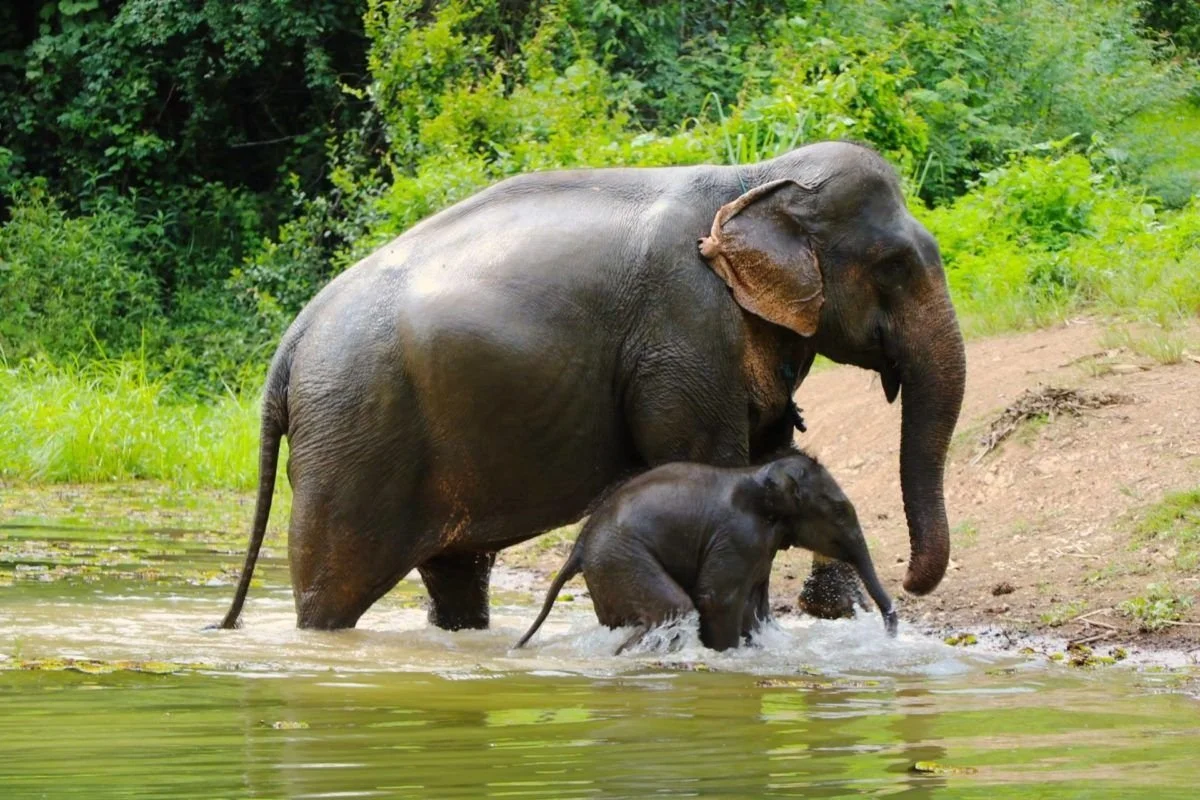 Elephant In Tangkahan - Sumatra Orangutan treks