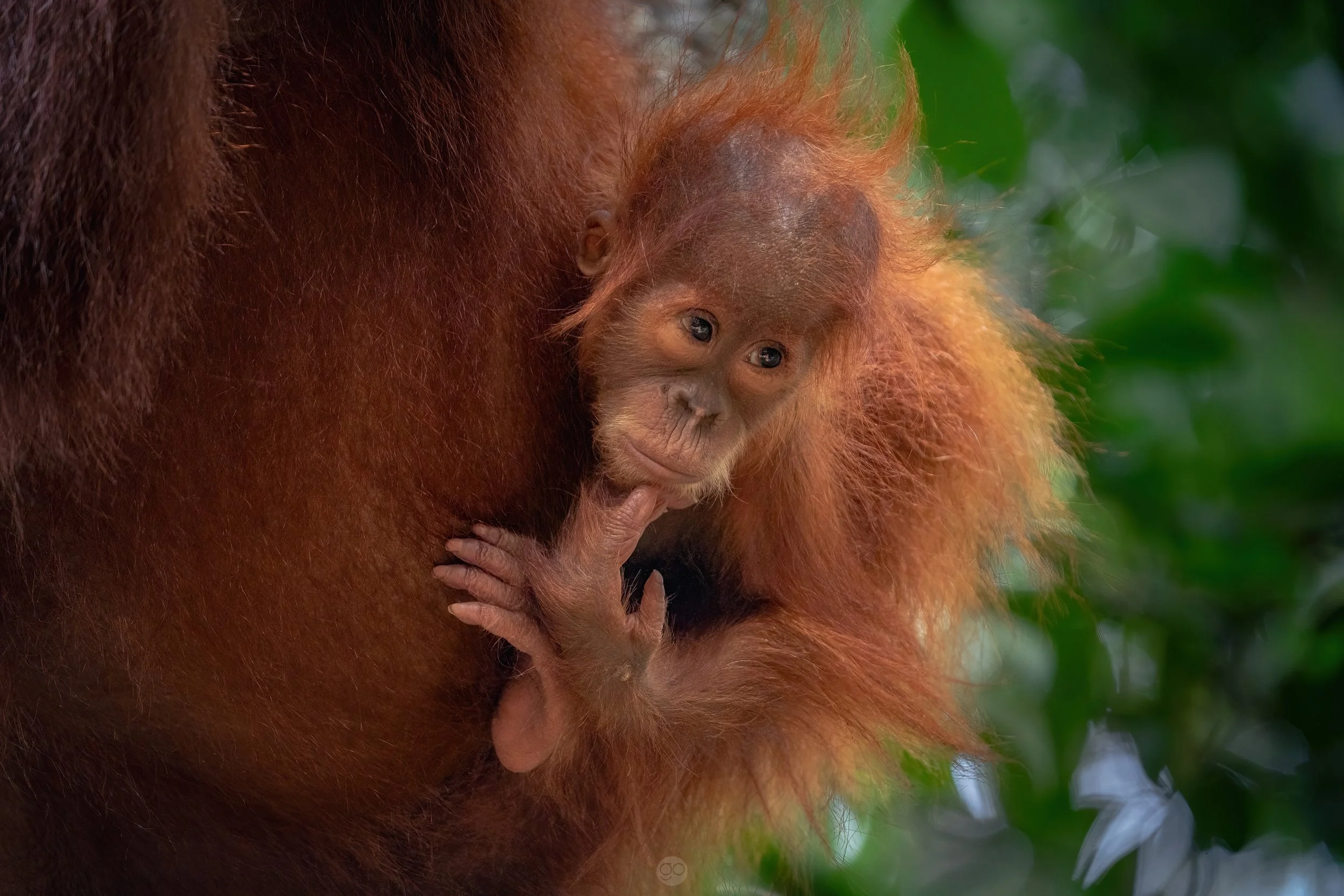 A baby orangutan clings to its mother's chest in a green forest setting.