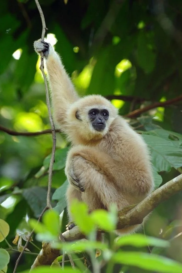 White Gibbon.jpg