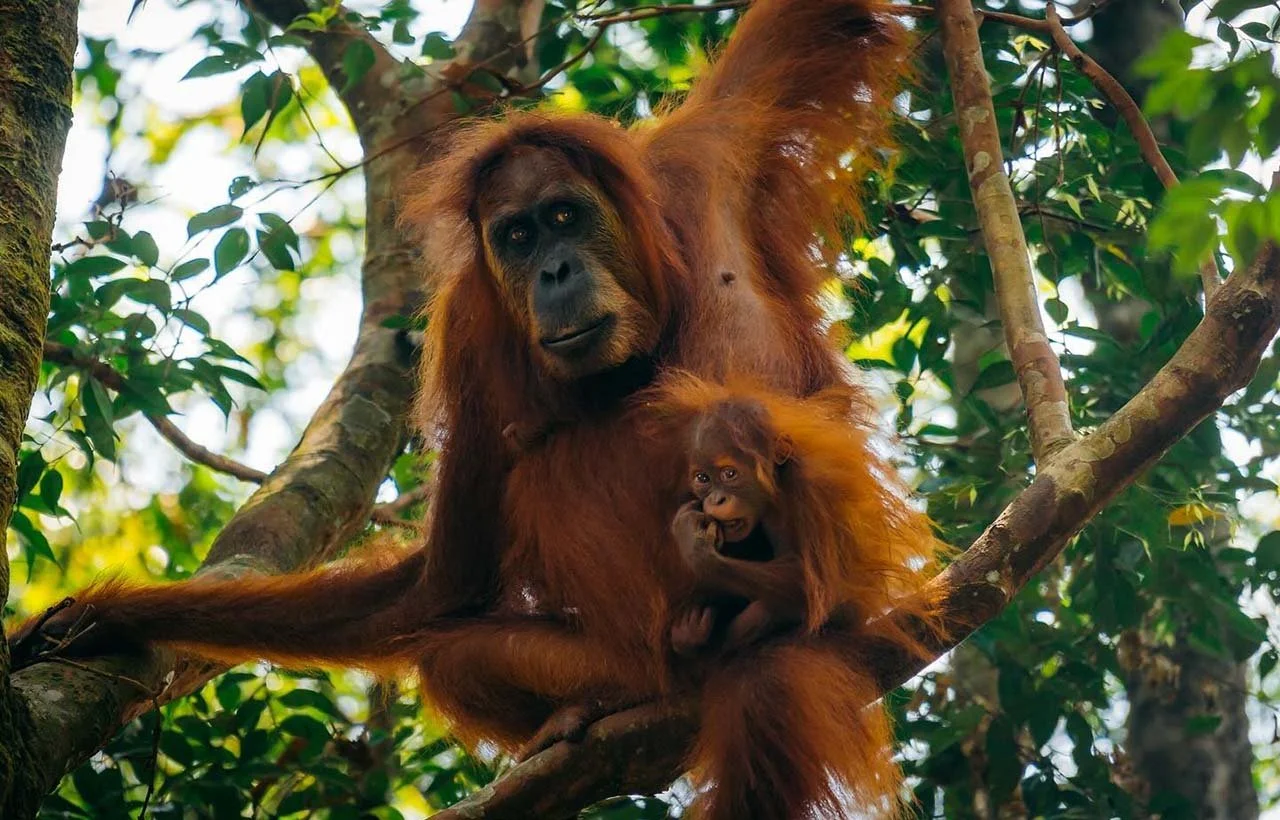Bukit Lawang : 2 Days Ethical And Eco Friendly Jungle Trekking , Sumatra Orangutan.
