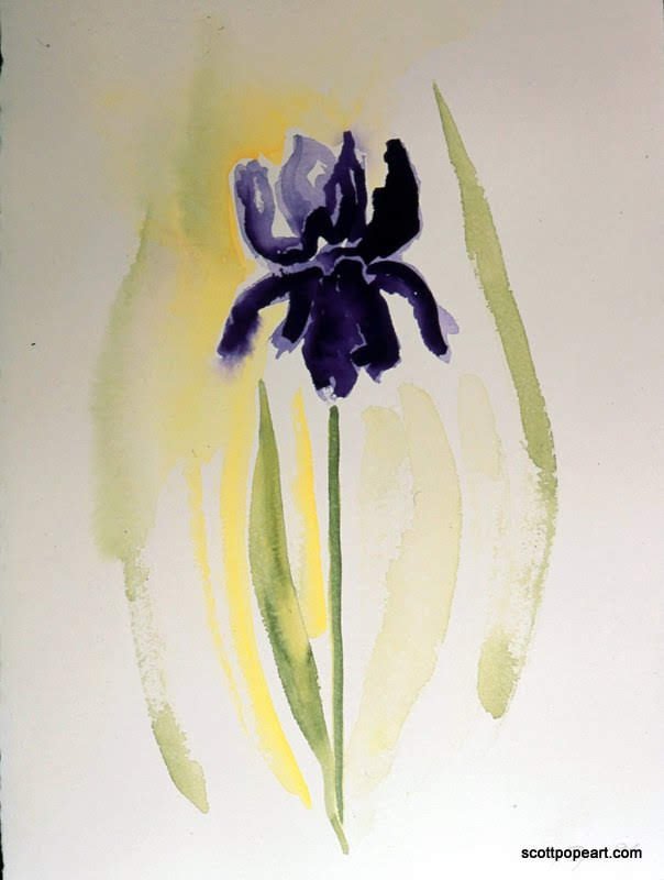 Blu Violet Iris