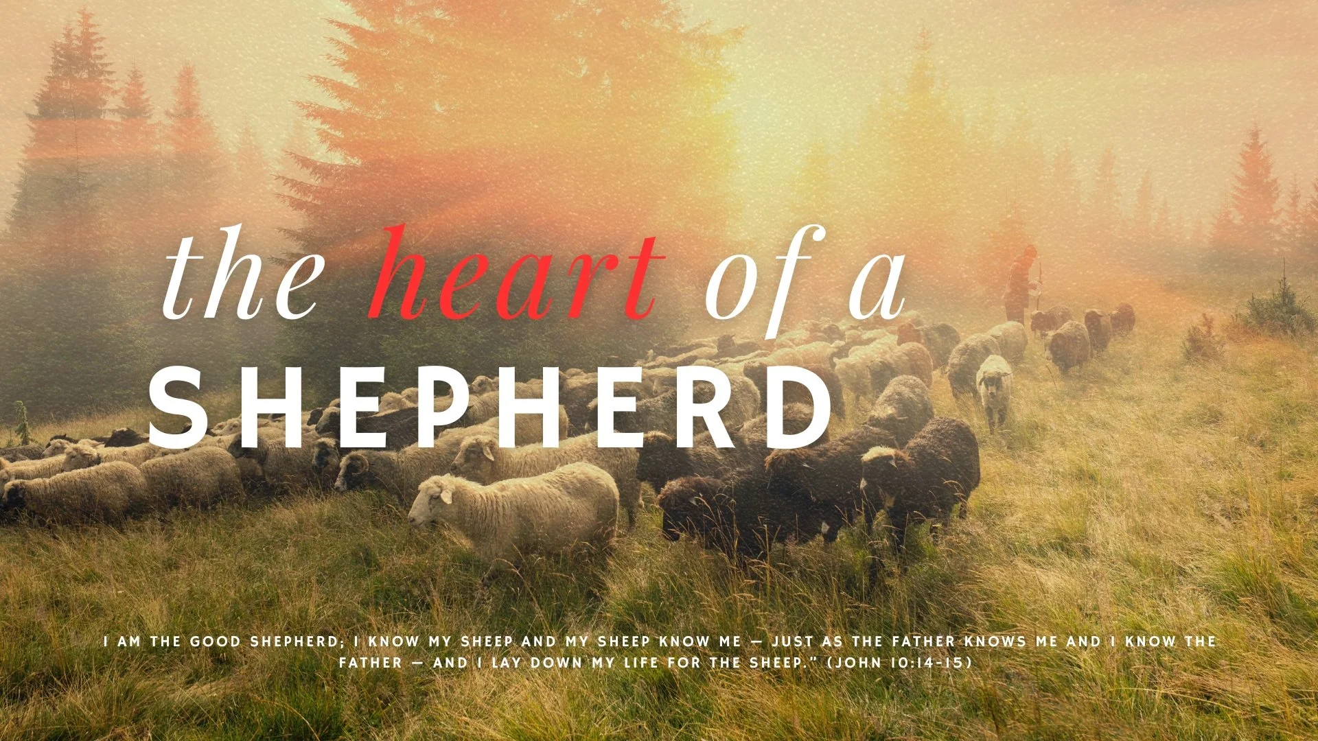 The Heart of a Shepherd