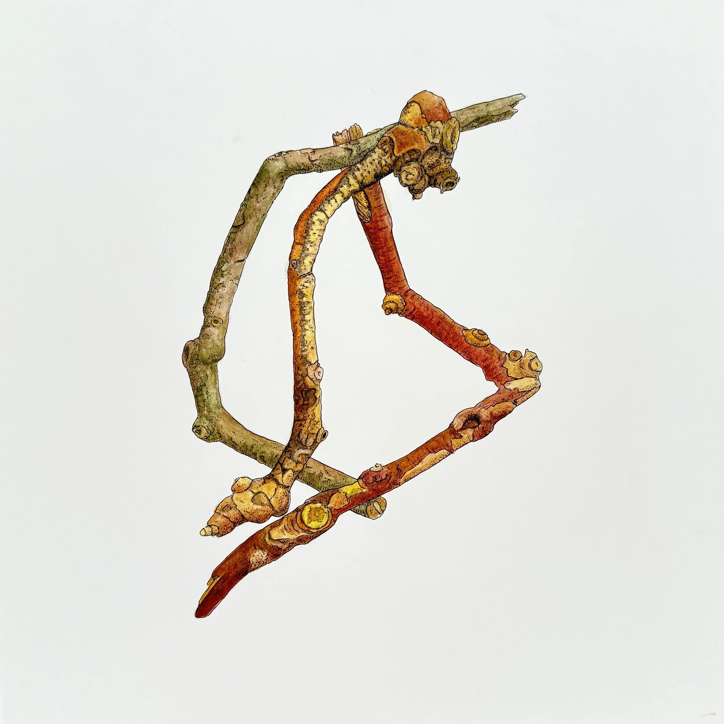 Lopsided Shield, SOLD