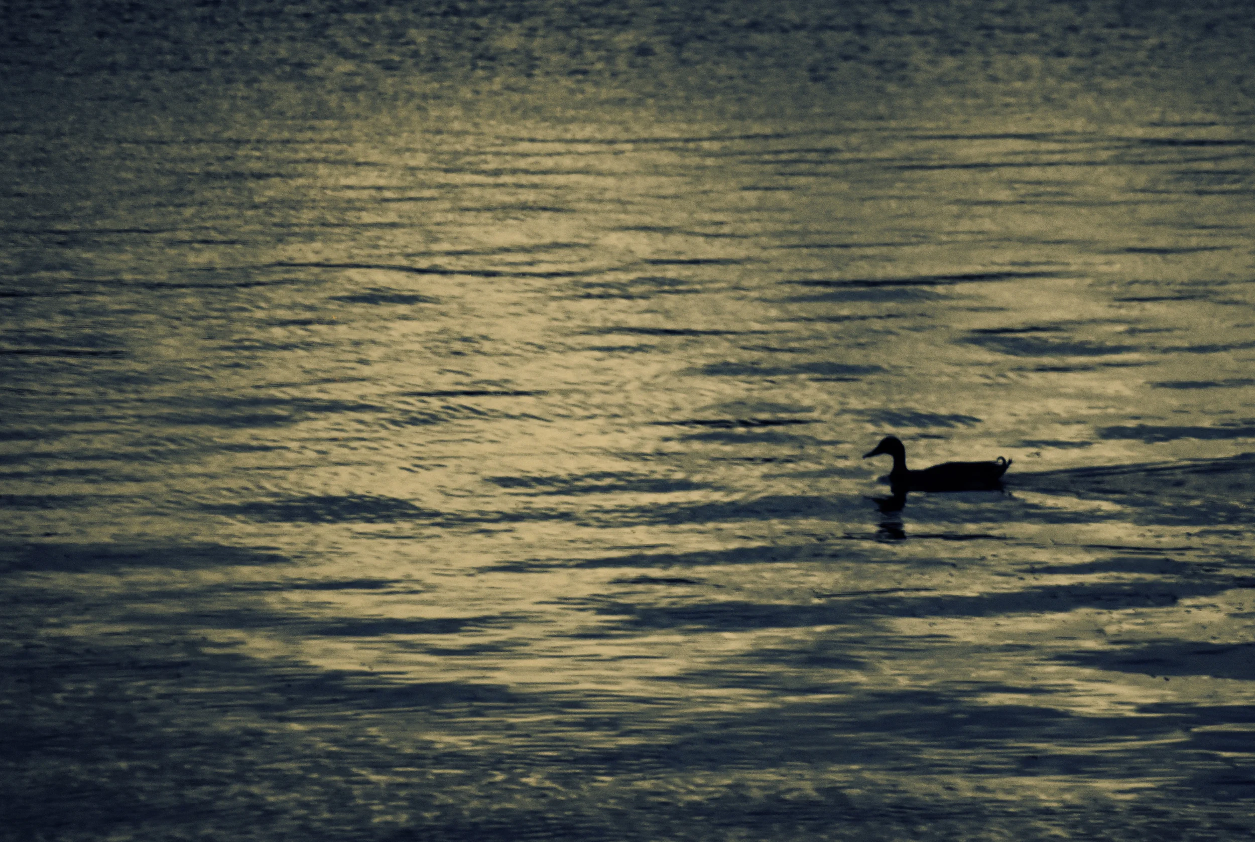 DSC_0469.JPG