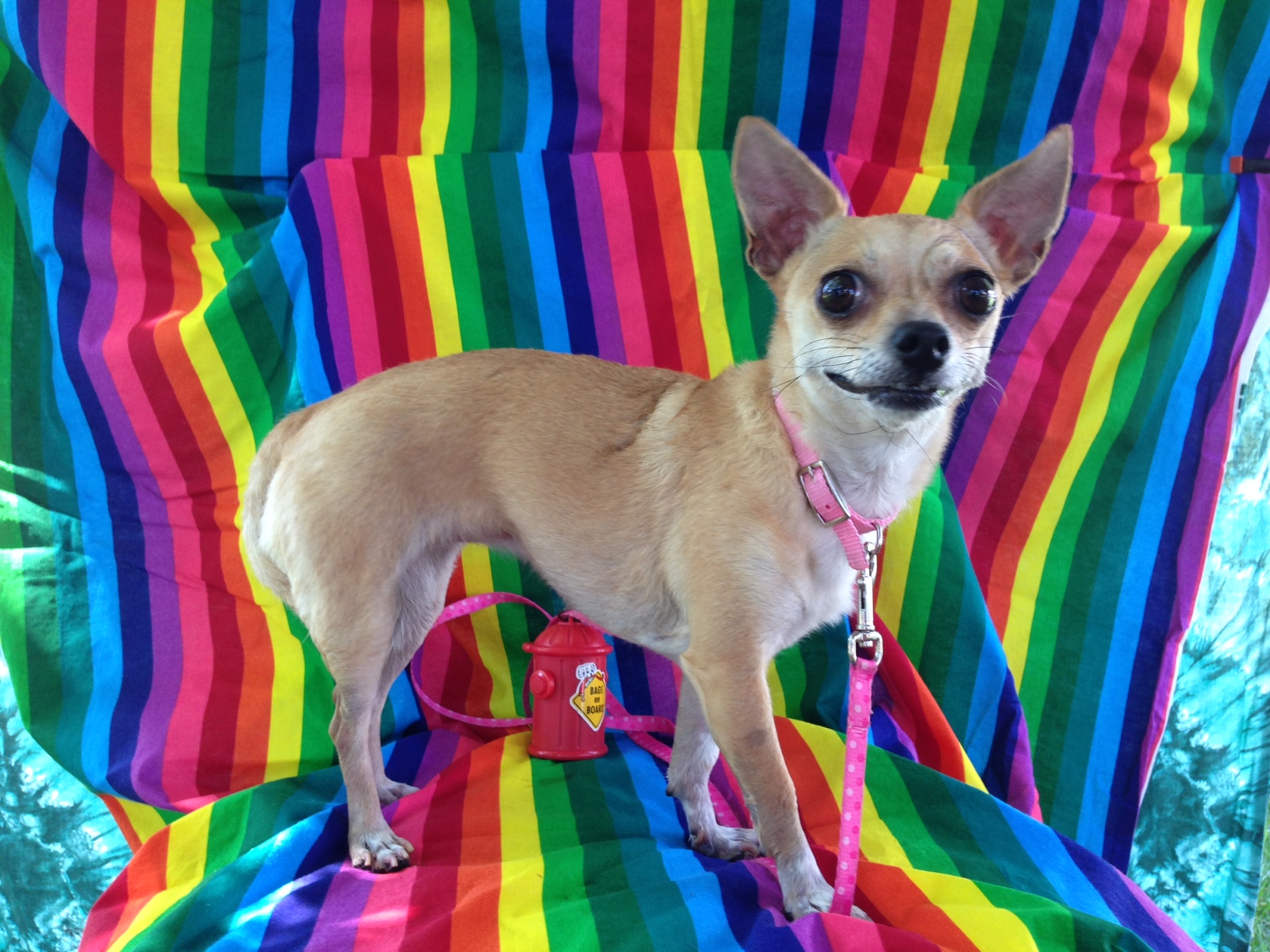 Hippie Dog Chi