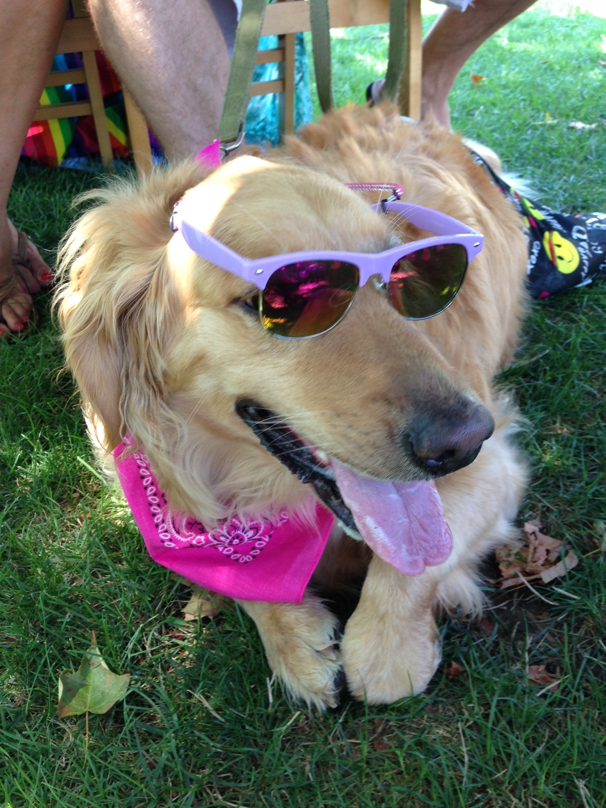 Hippie Dog