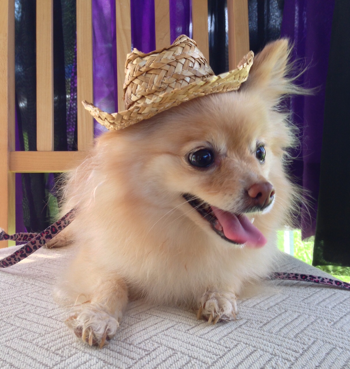 Hippie Dog Mex