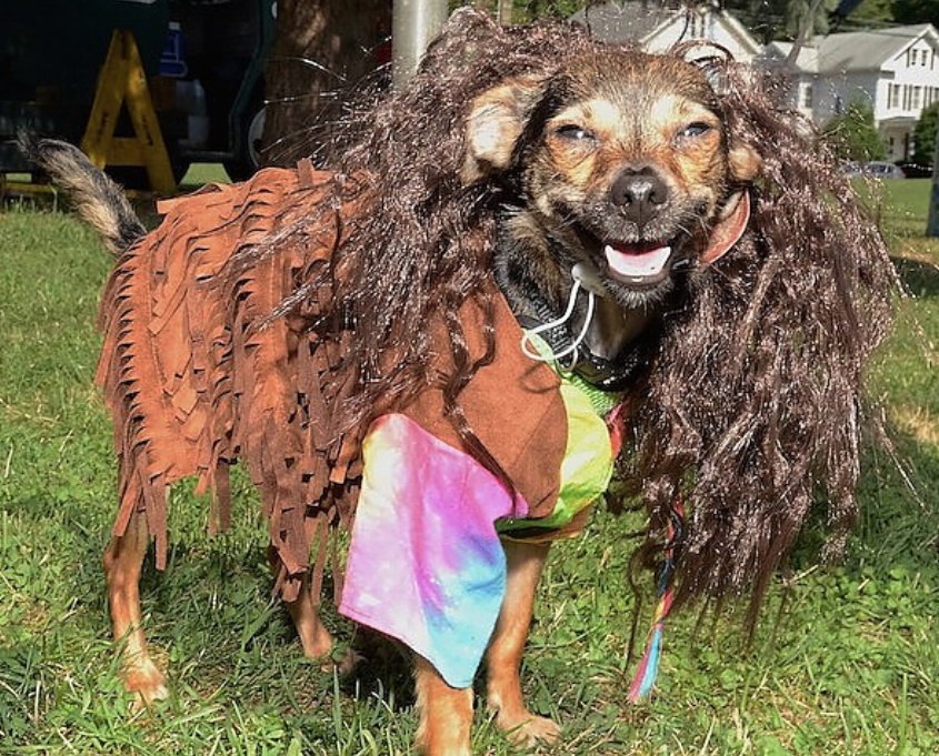 Woofstock2016HippieDog02.png