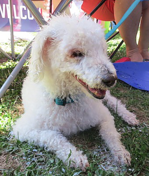 Woofstock2016HippieDog04.png