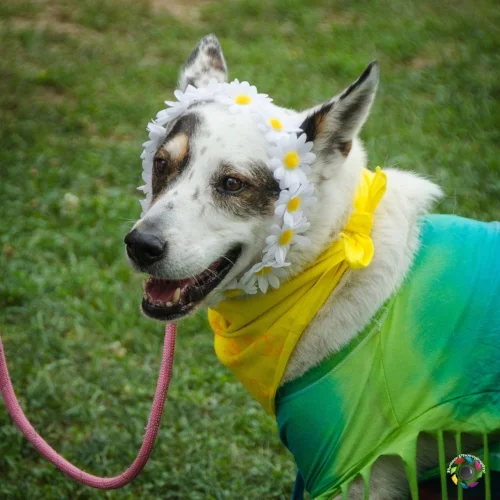 Woofstock2017-HippieDog3rdPlace-2.jpg