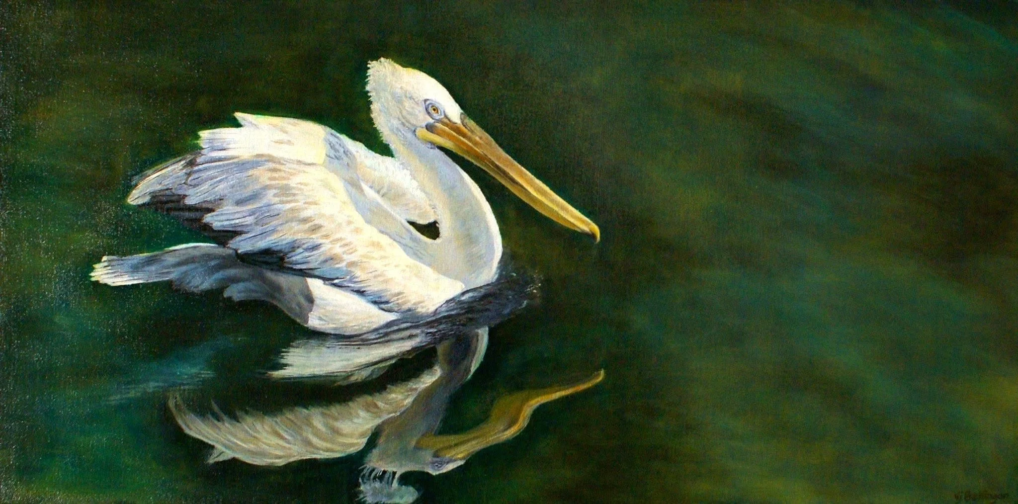 Pelican reflections