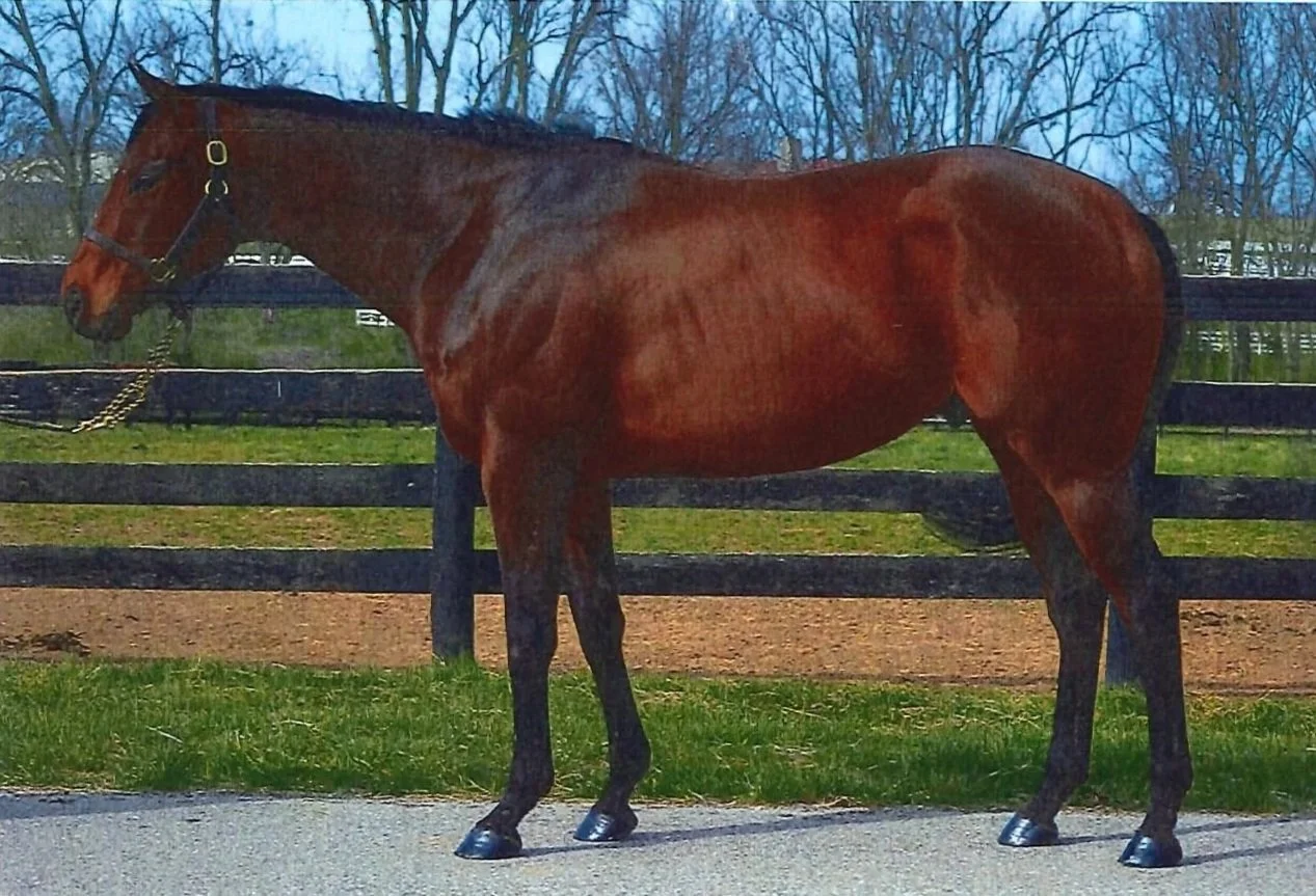 A brown horse standing on a paved surface in front of a black wooden fence with grass and trees in the background.