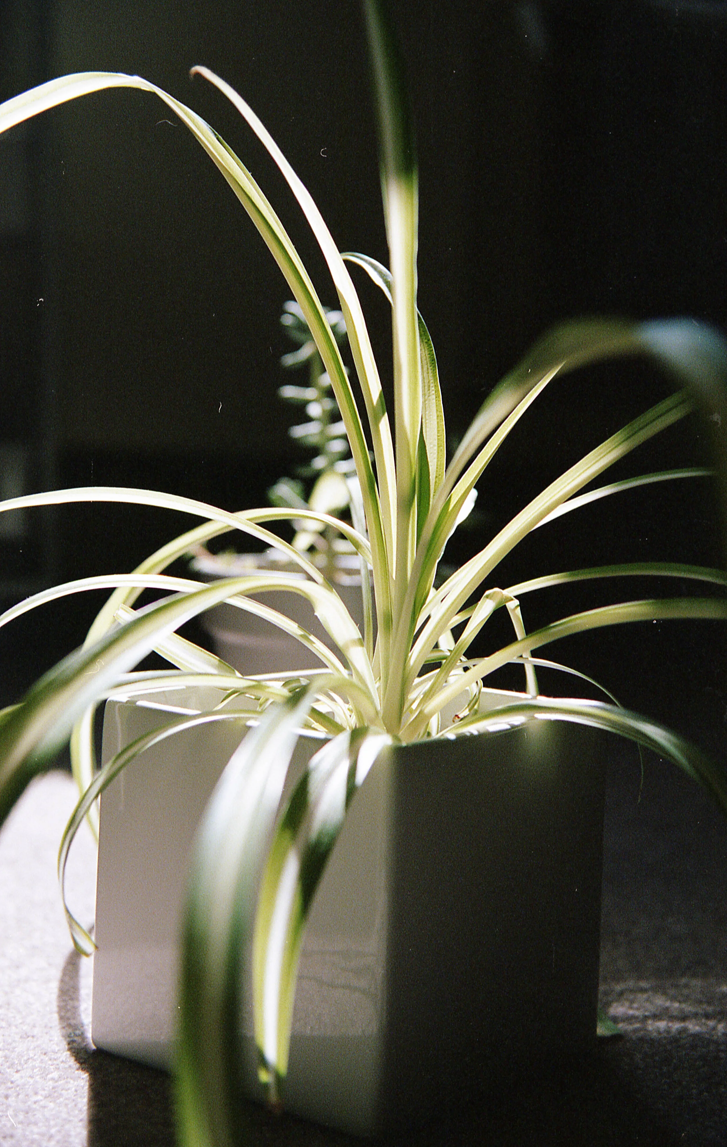 A plant in a beam of light on Sept. 20, 2019 in State College, Pa. | Photo by: Noah Riffe | Shot on: Nikon F100 with Portra 400