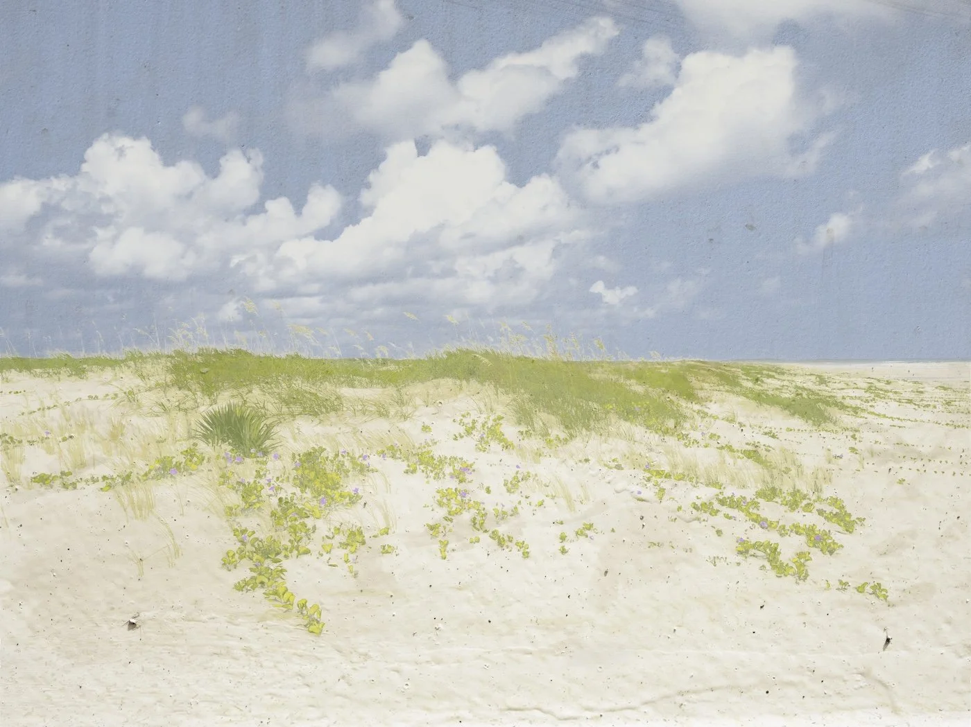 Organic Landscapes- Cumberland Island NS no. 1.jpg