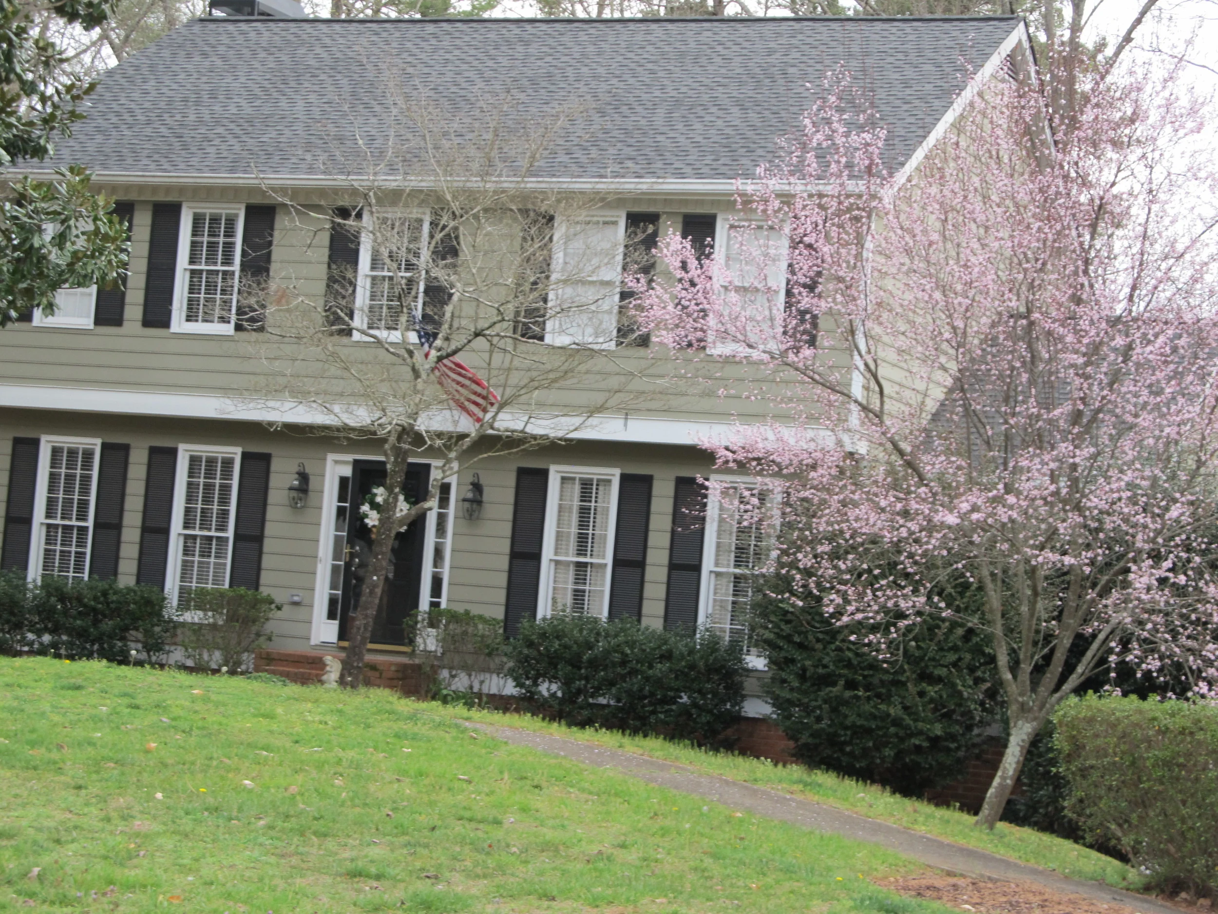 Cherry Blossom on Green