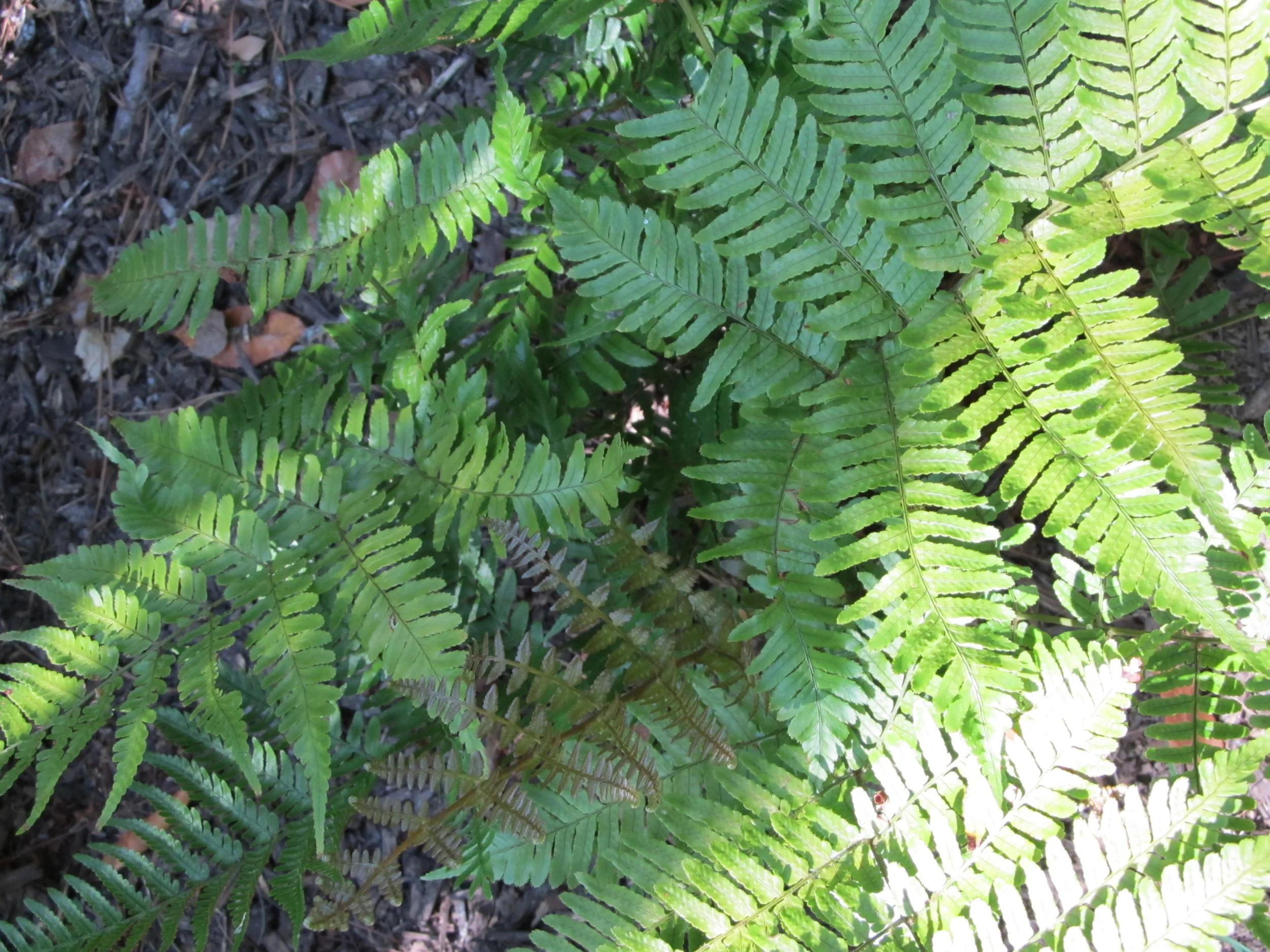 Ferns in Summer