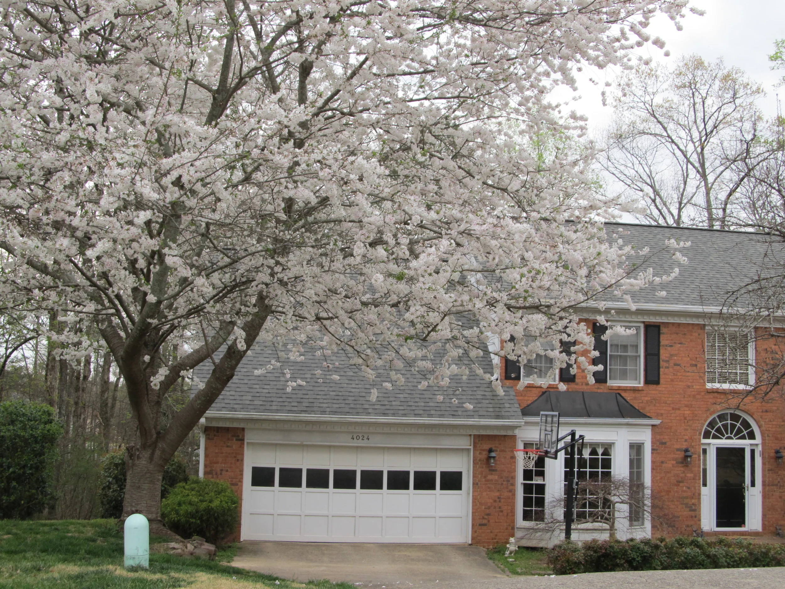 White Cherry Blossoms Set Off the Day