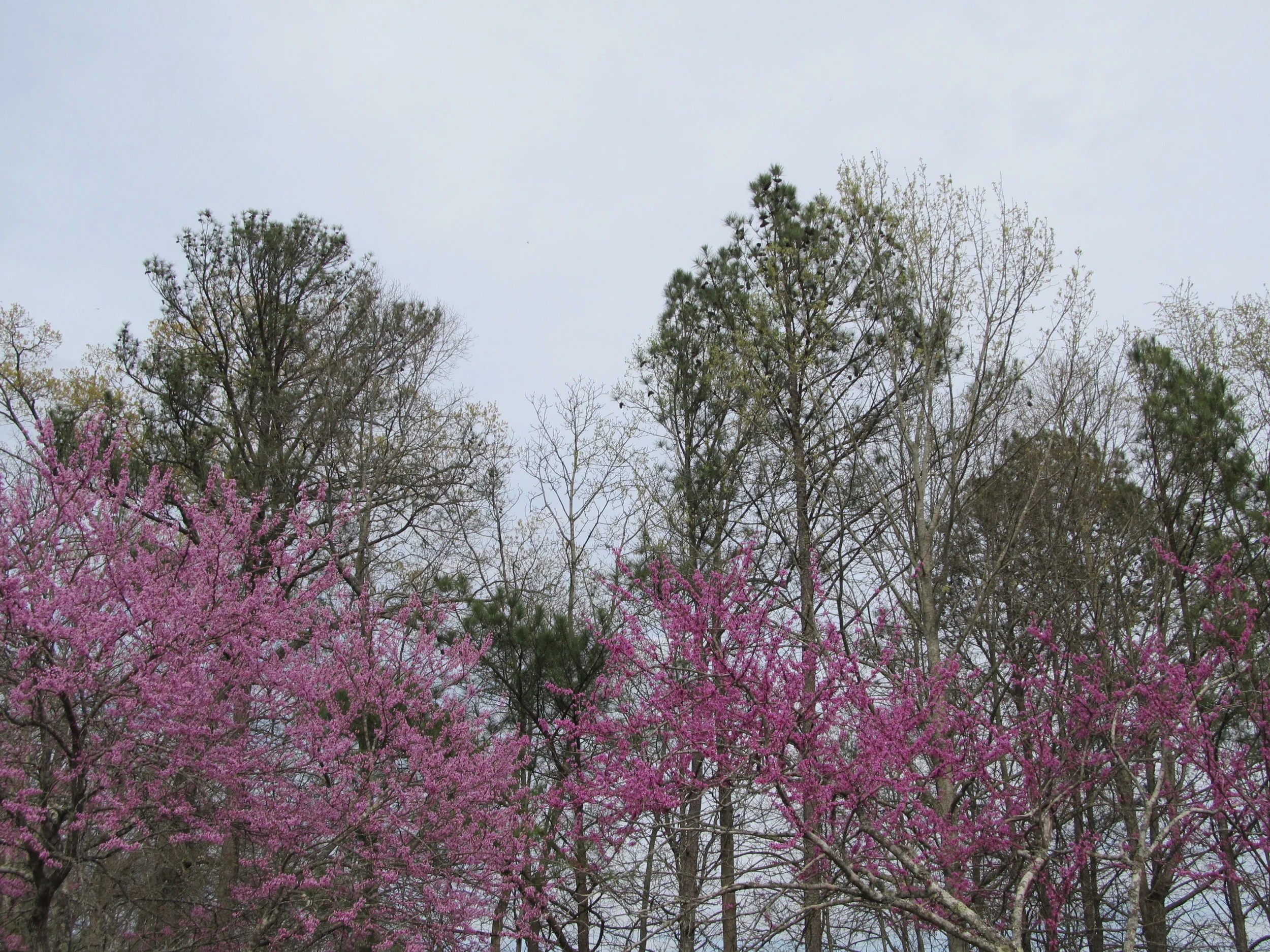Purple and Green Make a Natural Pair