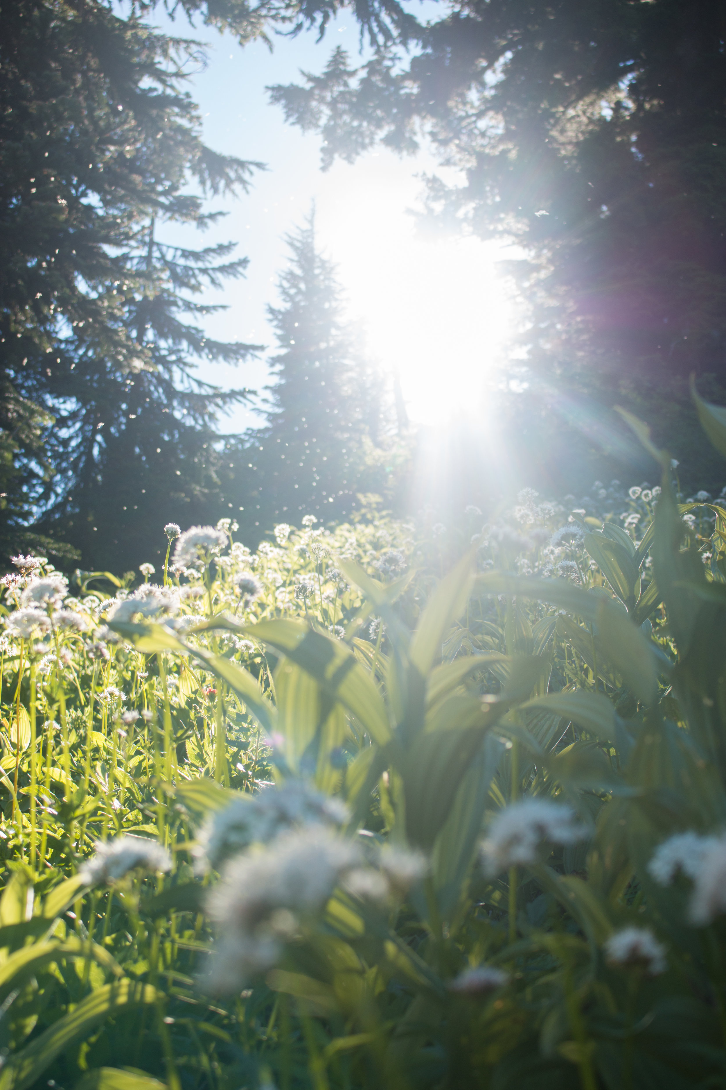 TimberlineTrail-0010.jpg