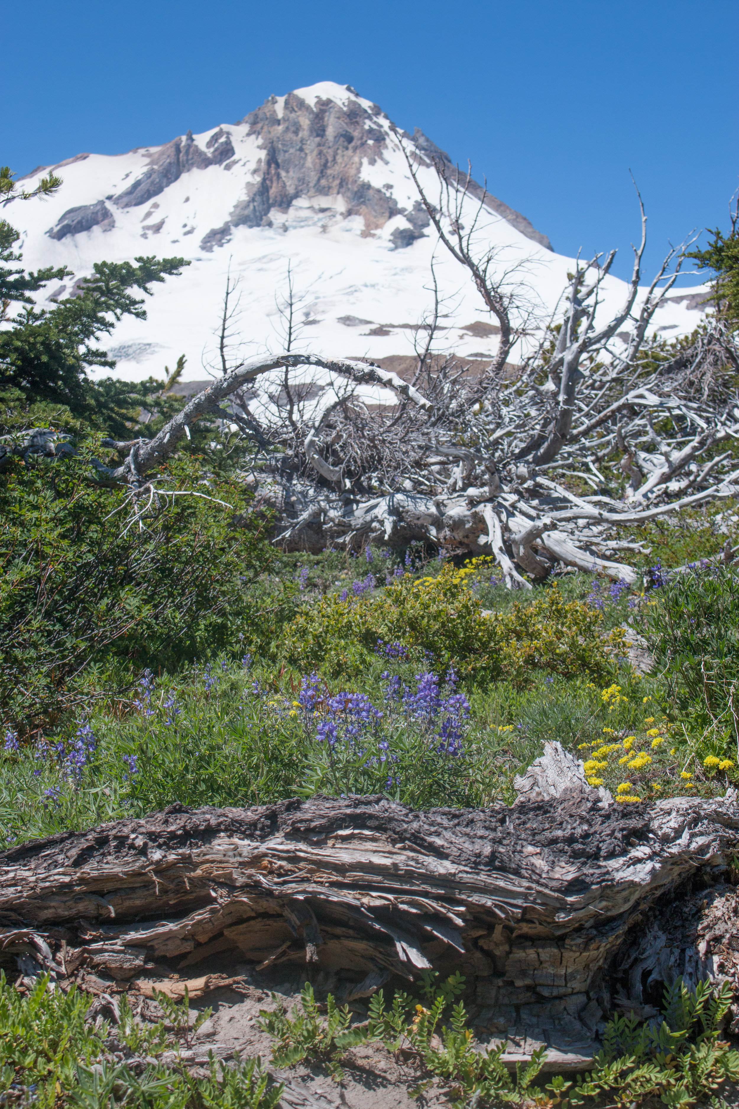 TimberlineTrail-0025.jpg