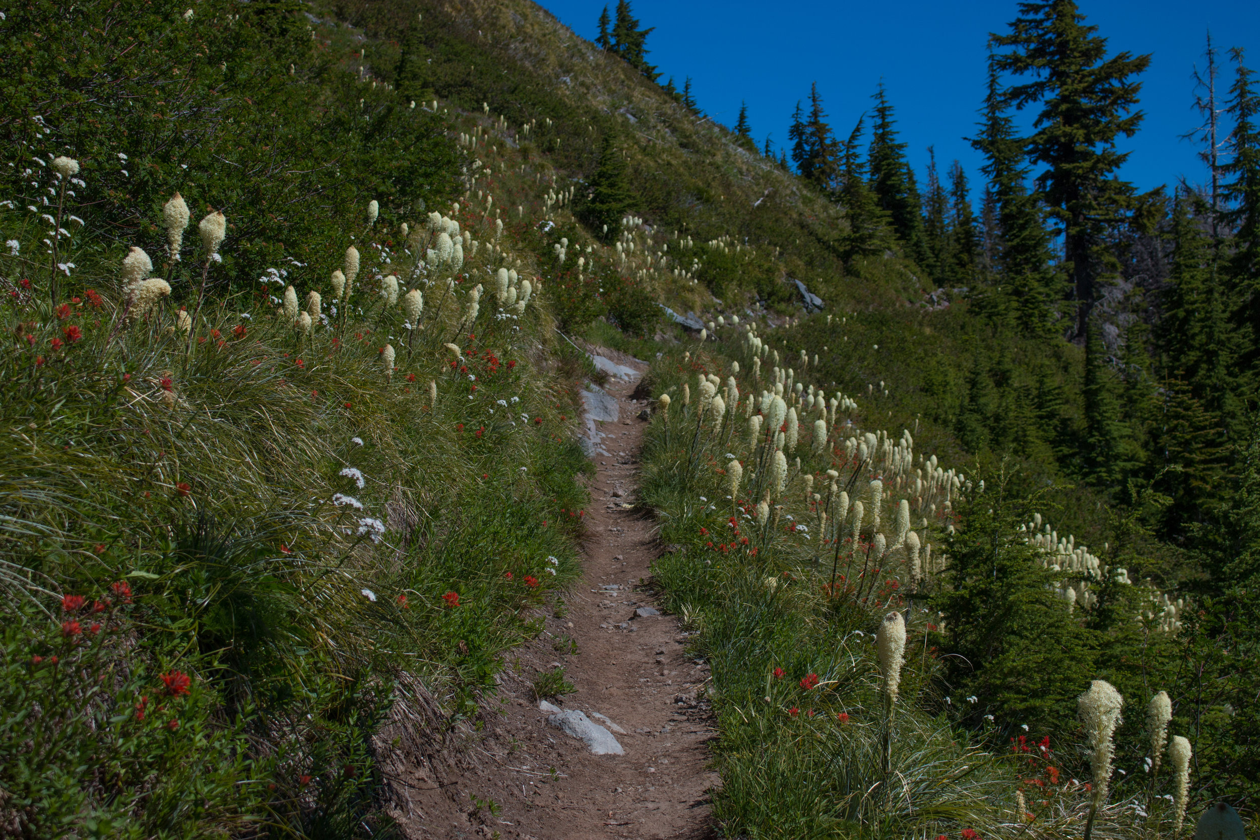TimberlineTrail-0049.jpg