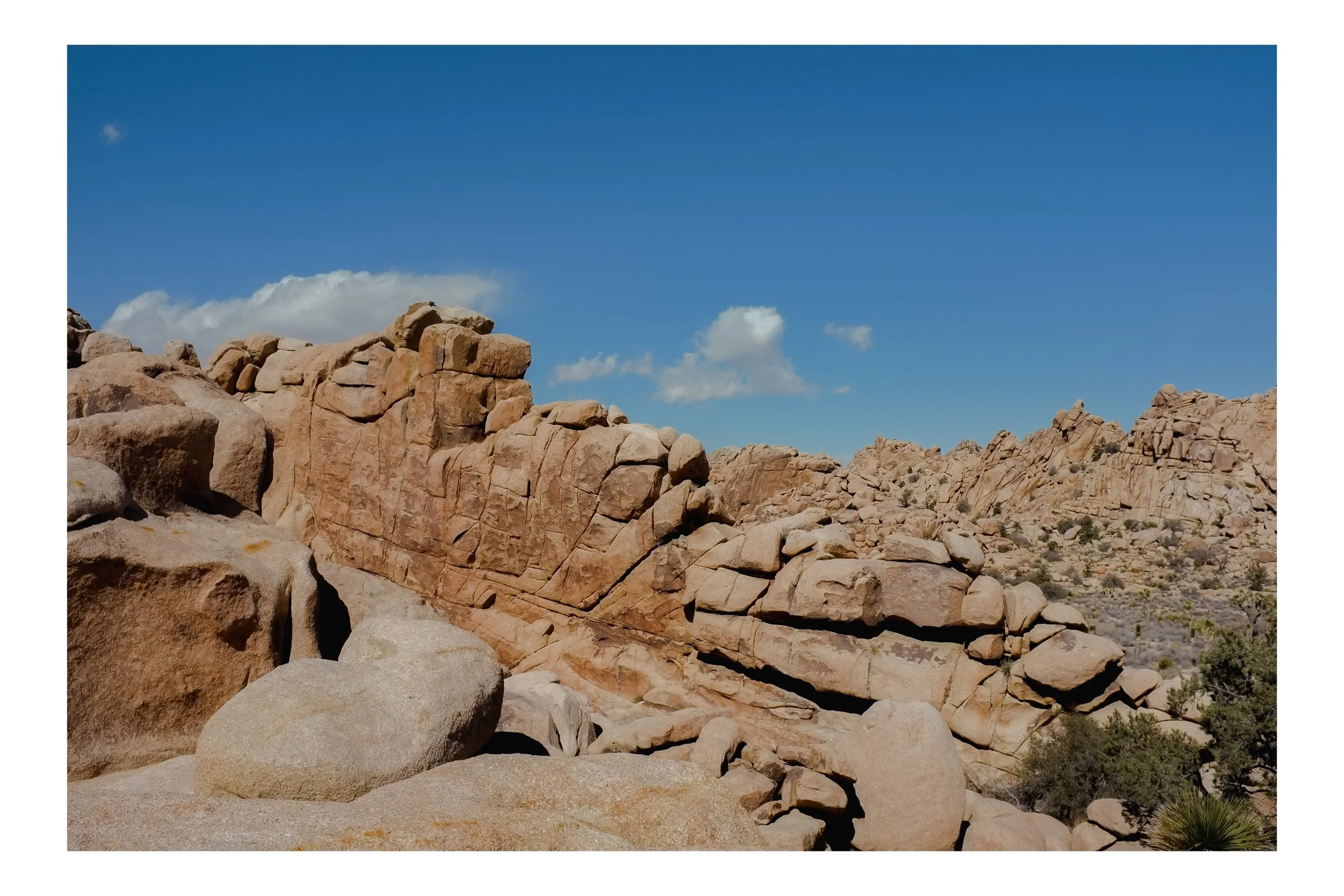 Website-JTree_23-03.jpg