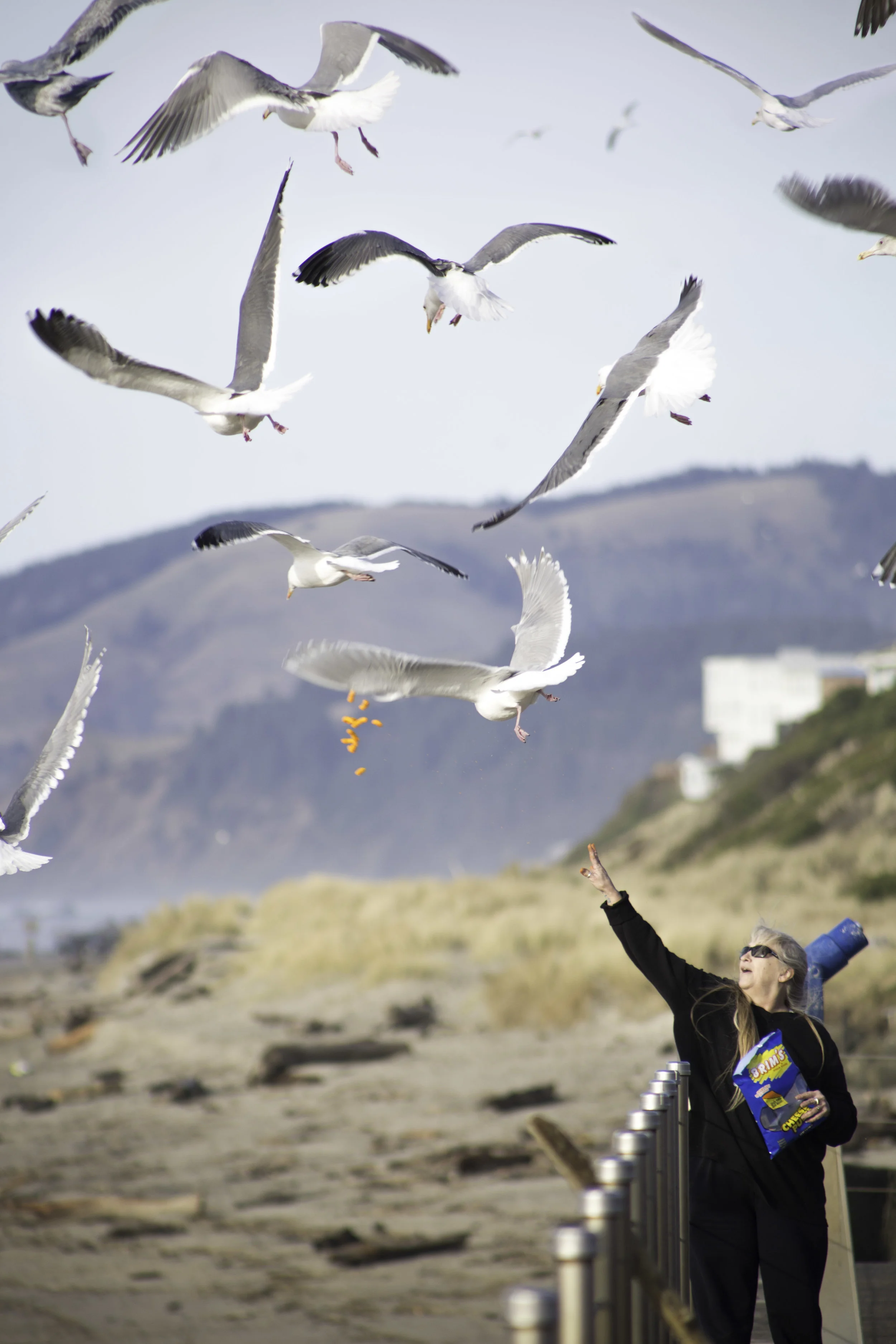 Seagulls.jpg