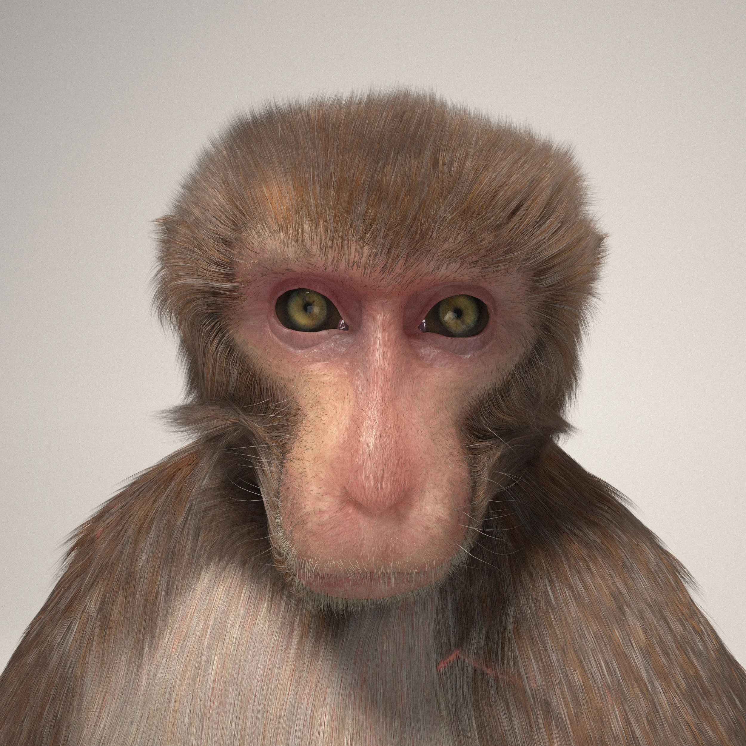 monkey big with caruncles.jpg