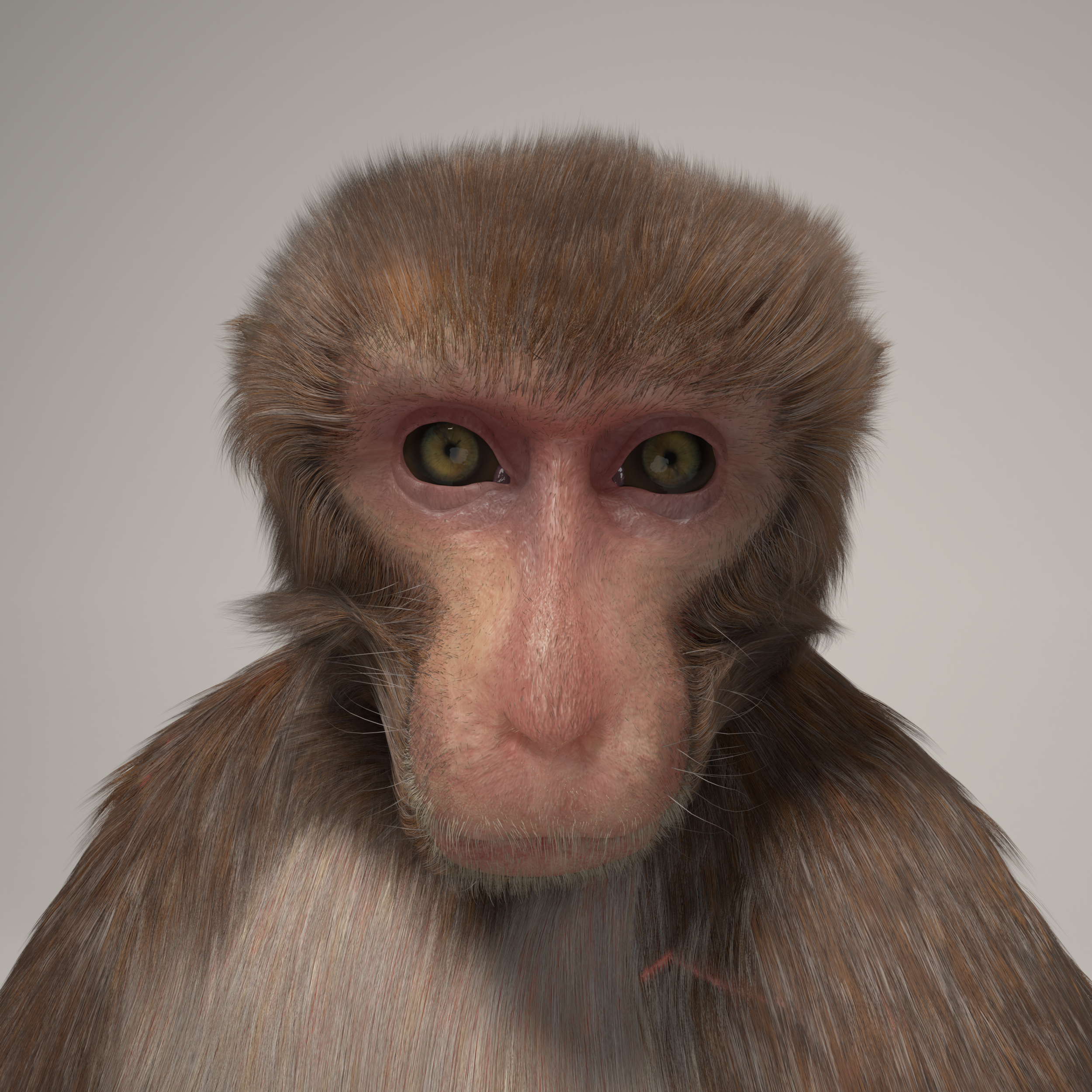 monkey big with caruncles.png