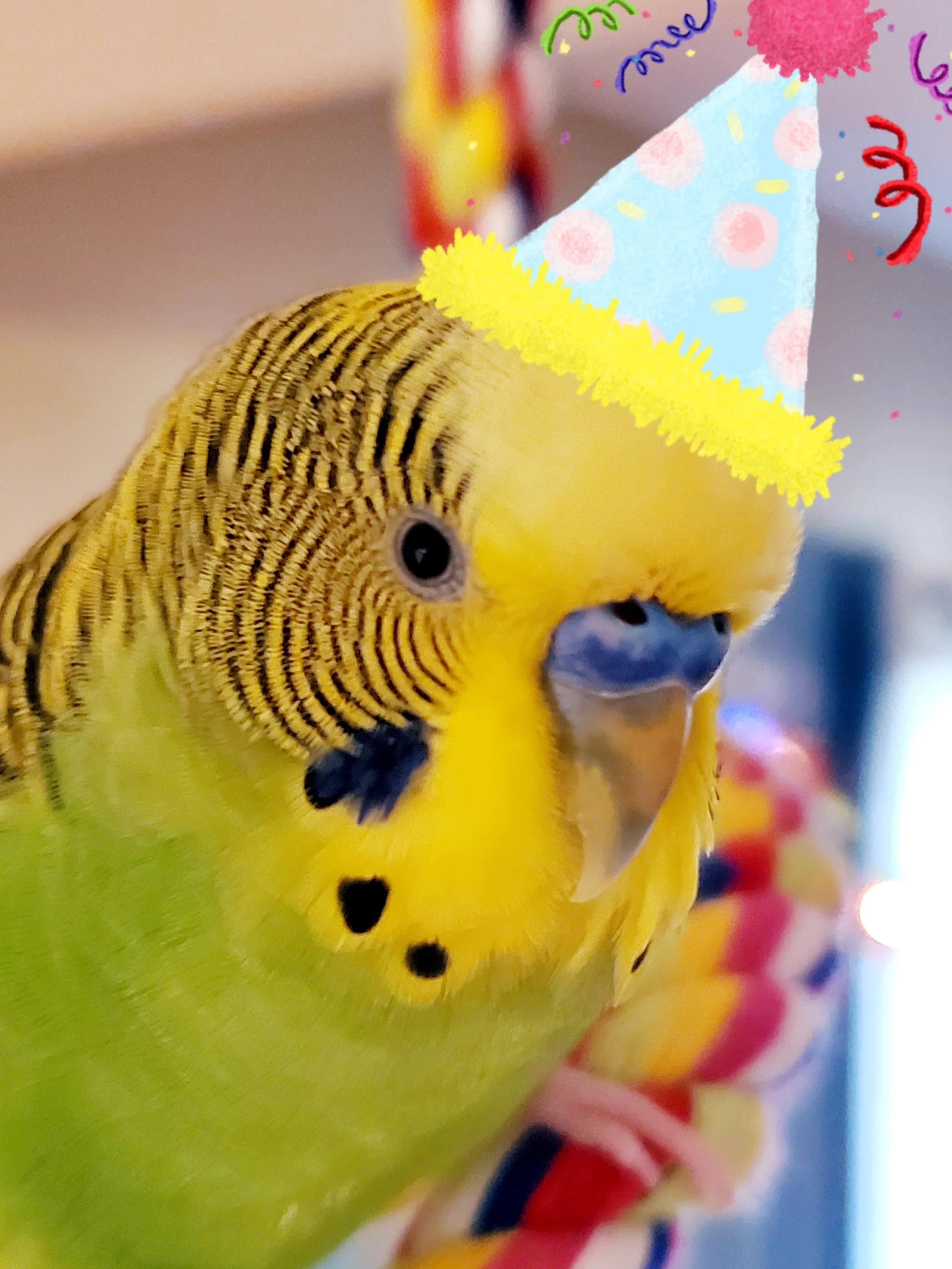 Close-up of a parakeet wearing a colorful birthday hat with pink polka dots and yellow trim, standing on a green apple decorated for a celebration.