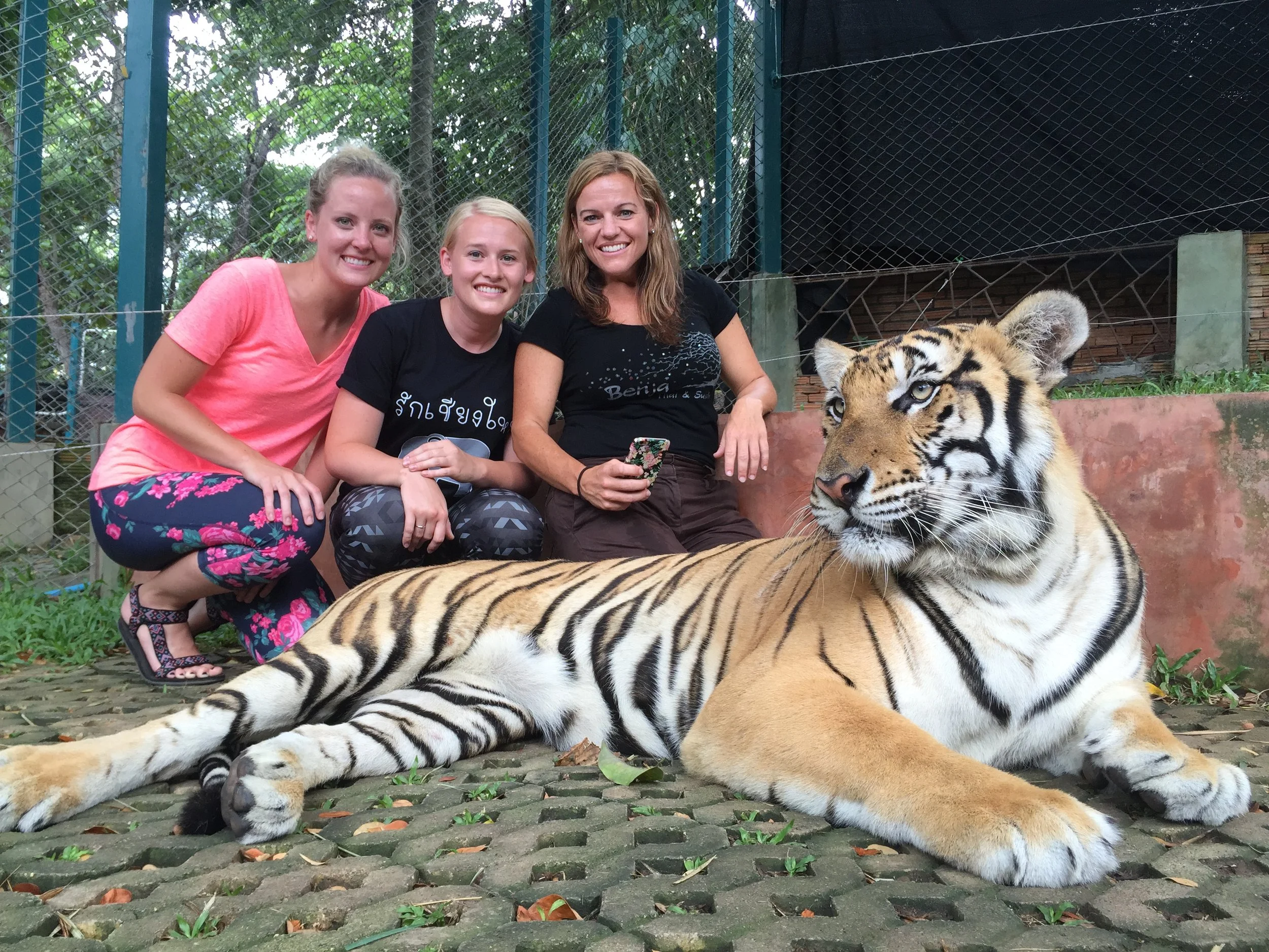  Tiger Kingdom in Chiang Mai, Thailand. These bad boys are definitely real. Wanna cuddle up?&nbsp; 