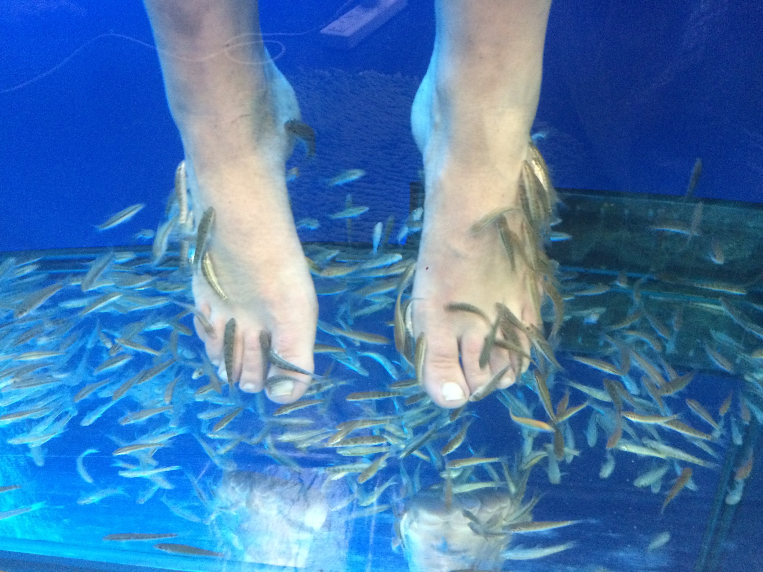  FISH SPA! Let these little guys eat the dead skin off your feet.&nbsp; 