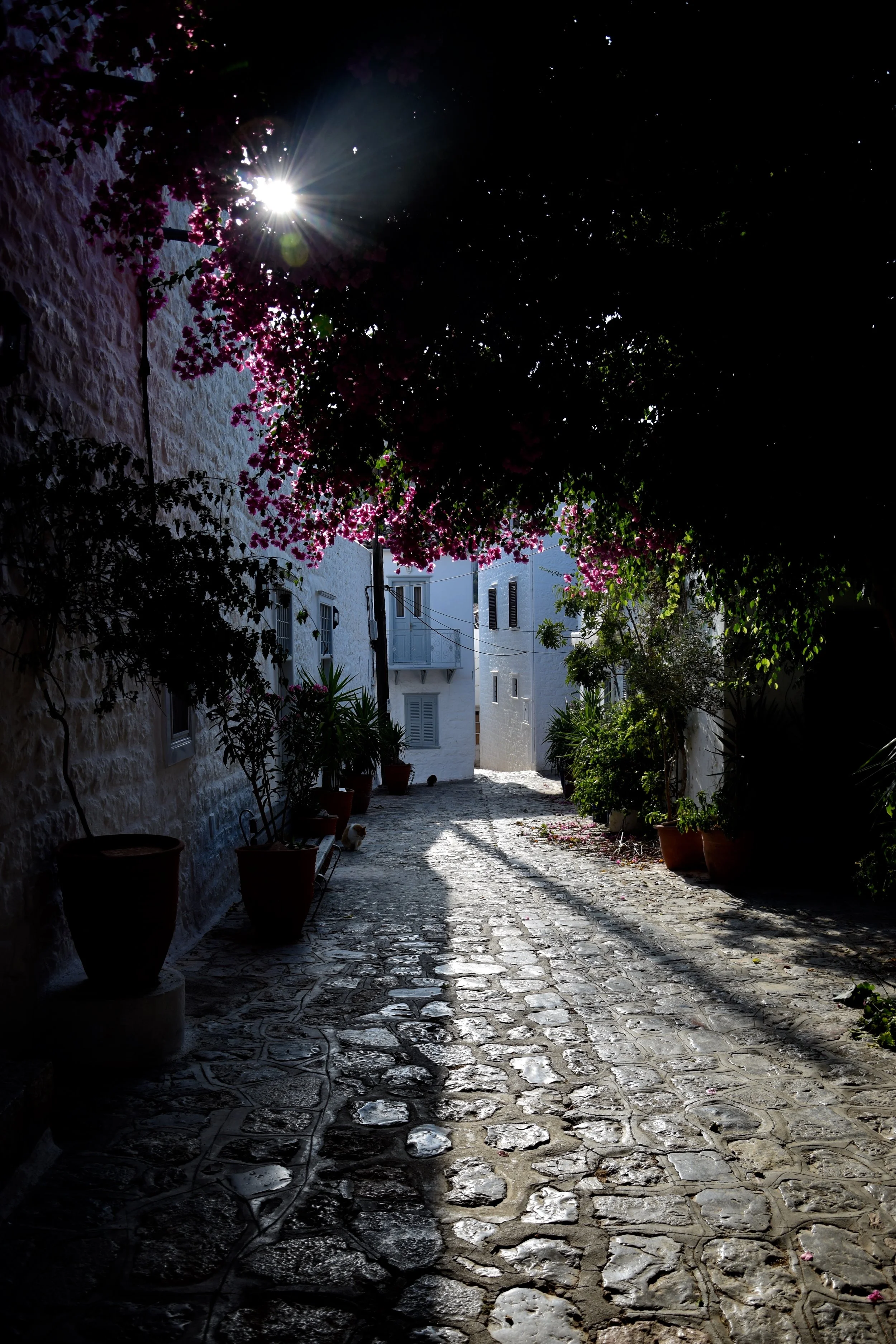 DSC_0515.jpg