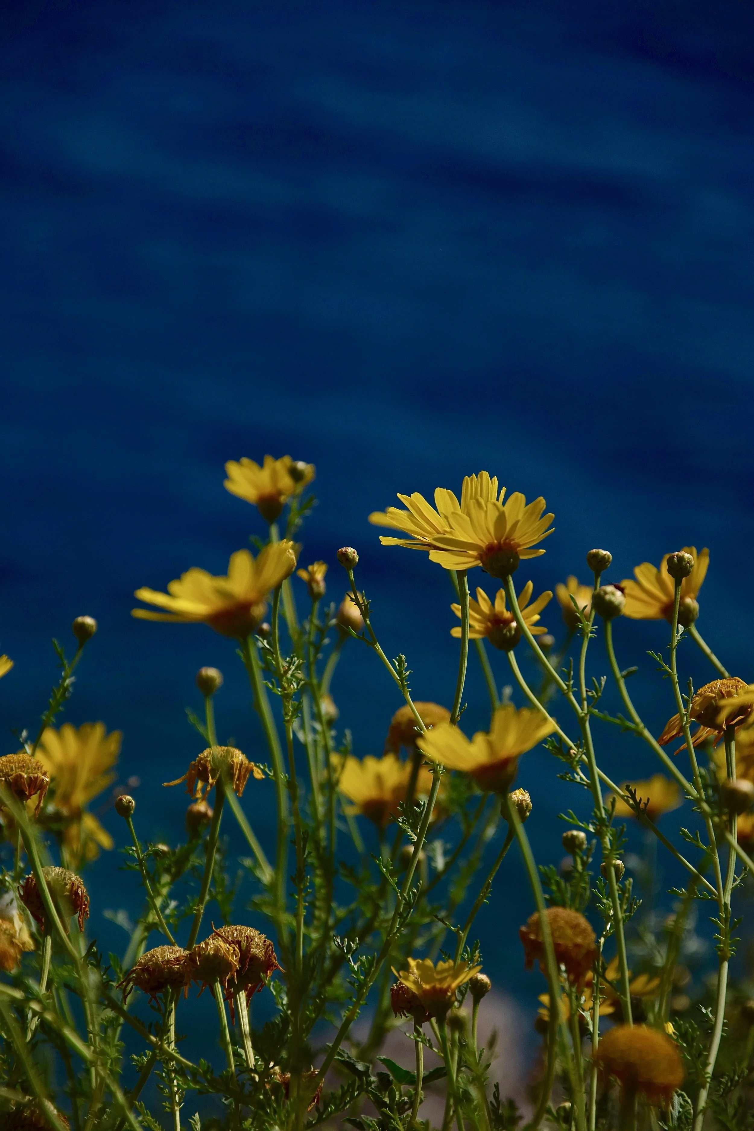 DSC_0349.jpg