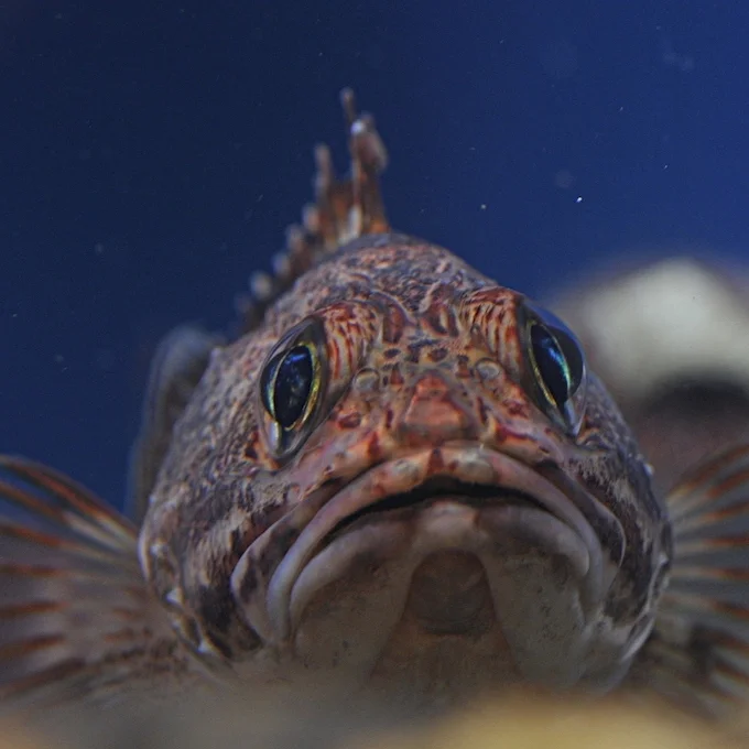 Kjaftsvartur kongafiskur